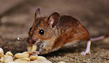 24 Hour & Emergency Exterminators in Mescalero Apache Indian Rese, NM
